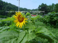 DSC00687 copy.JPG (133383 bytes)