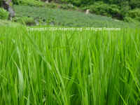 DSC00702 copy.JPG (119846 bytes)