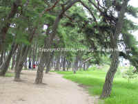 DSC00855 copy.JPG (154381 bytes)