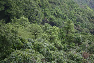 HKtree.JPG (209229 bytes)