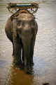 elephant.jpg (27504 bytes)